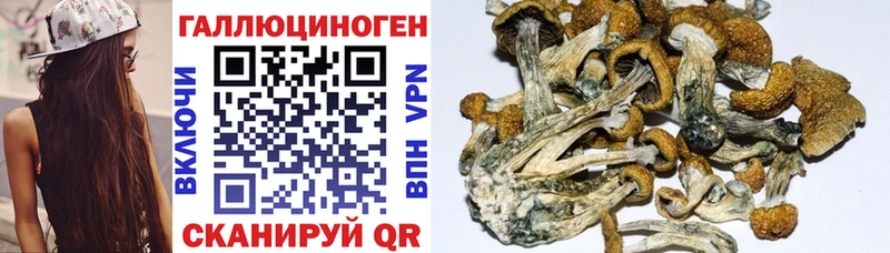 Псилоцибиновые грибы Cubensis  купить   Курск 